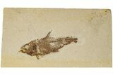 Bargain, Fossil Fish (Knightia) - Wyoming #186459-1